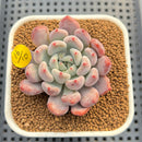Echeveria 'Orange Sherbert' 2" Succulent Plant Cutting