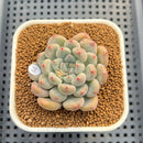 Echeveria 'Orange Sherbert' 2" Succulent Plant Cutting