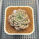 Echeveria 'Orange Sherbert' 2" Succulent Plant Cutting