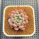 Echeveria 'Orange Sherbert' 2" Succulent Plant Cutting