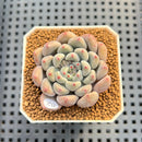 Echeveria 'Orange Sherbert' 2" Succulent Plant Cutting