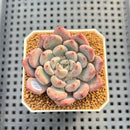 Echeveria 'Orange Sherbert' 2" Succulent Plant Cutting