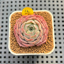 Echeveria 'Gold Light' 1"-2" Succulent Plant Cutting