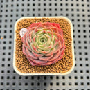 Echeveria 'Gold Light' 1"-2" Succulent Plant Cutting