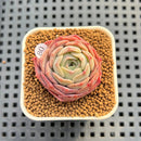 Echeveria 'Gold Light' 1"-2" Succulent Plant Cutting