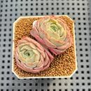Echeveria 'Gold Light' 1"-2" Succulent Plant Cutting