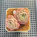 Echeveria 'Gold Light' 1"-2" Succulent Plant Cutting