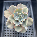 Echeveria 'Rapunzel' 3" Succulent Plant