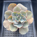 Echeveria 'Rapunzel' 3" Succulent Plant