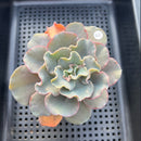 Echeveria 'Rapunzel' 3" Succulent Plant