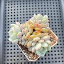 Echeveria 'Lotus' 2” Succulent Plant