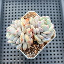 Echeveria 'Lotus' 2” Succulent Plant