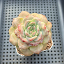 Echeveria 'Pumpkin' 2"-3" Succulent Plant
