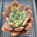 Echeveria 'Purple Champaign' 3" Succulent Plant