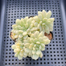 Echeveria sp. Variegated 2"-3" Succulent Plant