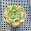 Echeveria 'Shallot' 3" Succulent Plant