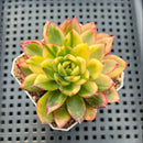Echeveria Agavoides 'Red Tip' Variegated 2"-3" Succulent Plant