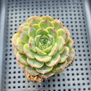 Echeveria 'Anthony' 2" Succulent Plant