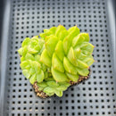 Echeveria 'Maitreya' 2"-3" Cluster Succulent Plant