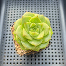 Echeveria 'Maitreya' 2"-3" Cluster Succulent Plant