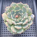 Echeveria 'Black Nail' 2"-3" Succulent Plant