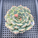Echeveria 'Black Nail' 2" Succulent Plant