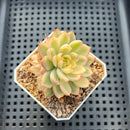 Echeveria 'Mebina' Variegated 2" Succulent Plant