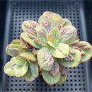 Echeveria 'Barol Bold' 3"-4" Succulent Plant