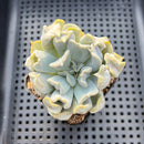 Echeveria 'Thriller Pearl' 2"-3" Succulent Plant