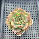 Echeveria 'Diamond Dragon' 2" (Red Dragon Variant) Succulent Plant