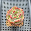 Echeveria 'Red Solar' 2"-3" Succulent Plant
