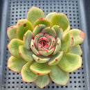 Echeveria 'Sun Up' 3"-4" Succulent Plant