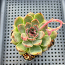 Echeveria sp. 2" Succulent Plant