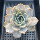 Echeveria sp. Powdery Large Specimen 4"-5" Succulent Plant