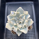 Echeveria Lilacina 'Crispate Beauty' 4" Succulent Plant