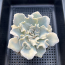 Echeveria Lilacina 'Crispate Beauty' 4" Succulent Plant