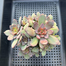 Echeveria 'Blood Mir' 4"-5" Cluster New Air Magic Hybrid Succulent Plant
