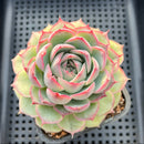 Echeveria 'Silhouette' 4" Large Succulent Plant