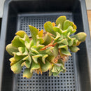 Echeveria 'Black Hawk' 4" Succulent Plant
