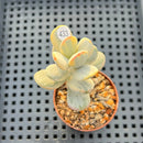 Cotyledon 'Orbiculata' Variegated 1"-2" Succulent Plant