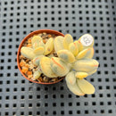 Cotyledon 'Orbiculata' Variegated 1"-2" Succulent Plant
