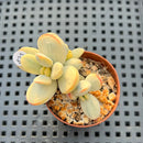 Cotyledon 'Orbiculata' Variegated 1"-2" Succulent Plant