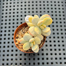 Cotyledon 'Orbiculata' Variegated 1"-2" Succulent Plant