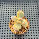 Cotyledon 'Orbiculata' Variegated 1"-2" Succulent Plant