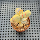 Cotyledon 'Orbiculata' Variegated 1"-2" Succulent Plant