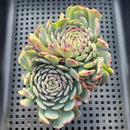 Echeveria 'Super Minima' 3" Succulent Plant