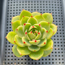 Echeveria 'Blue Dragon' 3" Succulent Plant