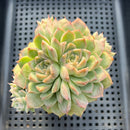 Echeveria sp. 3"-4" Cluster Succulent Plant