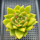 Echeveria Agavoides 'Wrinkle Maria' 3" Succulent Plant