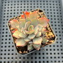 Echeveria Strictiflora 2" Succulent Plant